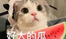 喵喵吃瓜了么,娱乐圈幕后故事全解析