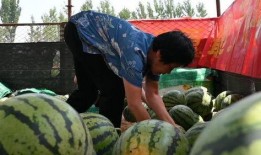 大营村吃瓜比赛,吃瓜比赛欢乐多