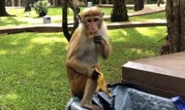 猴王吃瓜稿件,瓜果盛宴成焦点