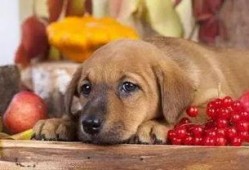 云顶黑喂狗吃瓜,黑喂狗吃瓜背后的故事与启示