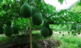 吊瓜多大可以摘瓜吃呢,何时摘瓜最适宜