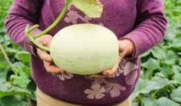 吃瓜到反胃,揭秘网络舆论的演变与反思