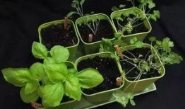 晋中理工吃瓜,揭秘校园热点背后的真相