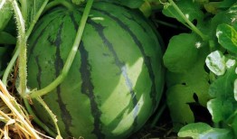 吃瓜吃不甜了,瓜不再甜，真相何在？