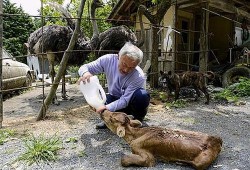 乡村偷瓜吃的动物,揭秘乡村偷瓜动物的神秘身影