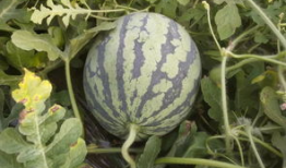 西美吃瓜,揭秘娱乐圈的甜蜜与苦涩