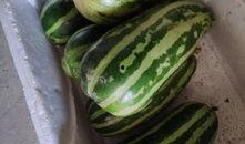 糖尿病人能否吃西葫芦瓜,营养与健康的完美结合