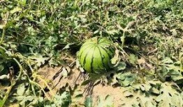 勒城吃瓜,揭秘吃瓜群众的狂欢盛宴