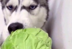 狗子可以吃蜜瓜吗