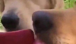 狗子可以吃蜜瓜吗