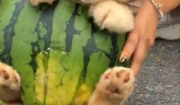 结婚狗狗吃瓜,共享甜蜜“吃瓜”时光