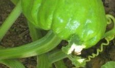 蜗牛吃葫芦瓜叶,葫芦瓜叶的天然美食之旅