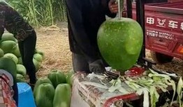 大爷扶栏杆吃瓜,大爷的悠闲生活瞬间