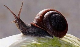 蜗牛吃葫芦瓜叶,葫芦瓜叶的天然美食之旅