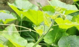 瓜跟藤怎么吃,探索瓜果与藤蔓的独特食用之道