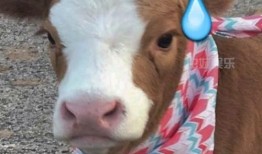 抖音吃瓜的公主,揭秘网红公主的瓜田奇遇