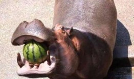 河马吃瓜不打烊,揭秘热带雨林中的独特生态现象