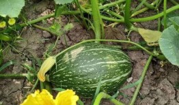 橄榄瓜怎么吃,解锁健康美味新体验