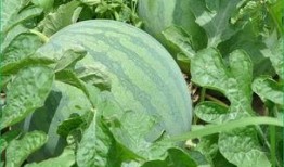 临晨吃瓜,揭秘娱乐圈背后的秘密