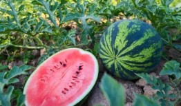 松滋吃瓜吧,揭秘当地特色美食与风土人情