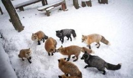 乡村偷瓜吃的动物,揭秘乡村偷瓜动物的神秘身影