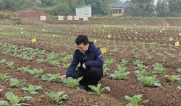 西南农业吃瓜,瓜果飘香，丰收在望