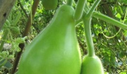 大瓠瓜宝宝怎么吃,大瓠瓜宝宝的多彩食法探索