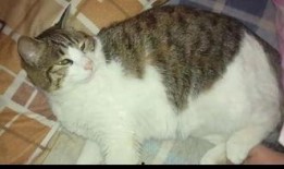 吃瓜三猫,揭秘娱乐圈的幕后故事