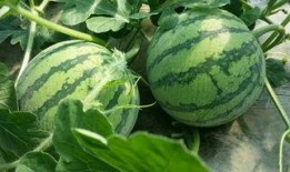 吃瓜网上海,吃瓜网上海，带你领略魔都美食与娱乐新风尚