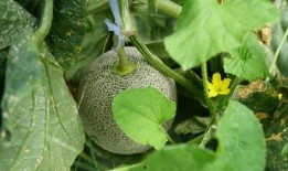 瓜跟藤怎么吃,探索瓜果与藤蔓的独特食用之道