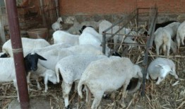 东东羊吃瓜,揭秘娱乐圈的甜蜜瓜田