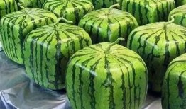 吃瓜是什么意思瓜,揭秘网络热词“吃瓜”背后的文化现象