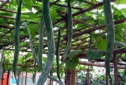 吃蛇瓜要削皮吃吗视频,削皮还是直接享用？