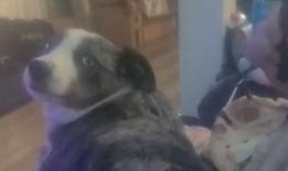 爆米花吃瓜表情包,趣味横生的网络潮流