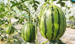 吃瓜超甜,吃瓜超甜背后的甜蜜秘密