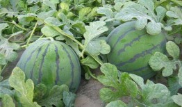 在班级吃大瓜,揭秘校园里的那些秘密与趣事