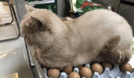 猫咪可以吃白瓜