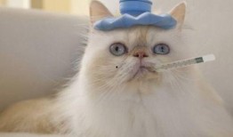 猫咪可以吃白瓜