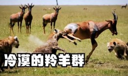 羊吃瓜语录