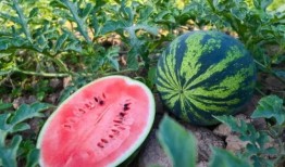 马某吃瓜,揭秘娱乐圈背后的真相与争议