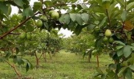 梦见摘果摘瓜吃,摘果瓜食的奇幻体验