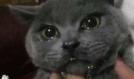 做你的猫吃瓜,做我的猫，一起吃瓜