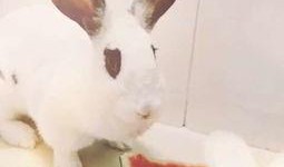 吃瓜粉红兔子,吃瓜群众的甜蜜诱惑