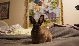 瓜兔吃鸡,一场趣味横生的美食盛宴