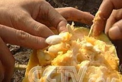 吃男瓜赚金币