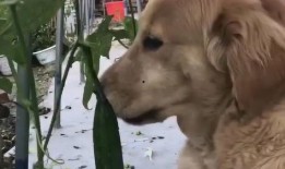 狗子吃瓜图,笑料横生，萌态十足！