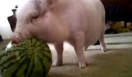 吃瓜吃猪,揭秘娱乐圈的“双料”明星生活