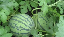 广铁吃瓜,揭秘铁路行业背后的那些事儿