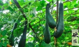 吃瓜有趣的视频,揭秘那些让人捧腹大笑的吃瓜视频