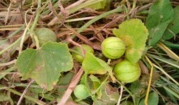 带儿子吃野瓜,与儿子共享野瓜美味之旅